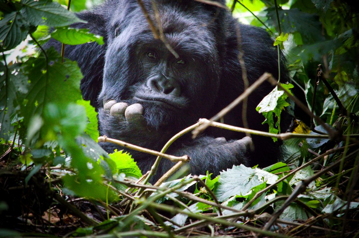 Horské gorily jsou středem zájmu současného projektu ve Rwandě.