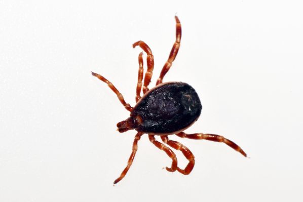 Samec jihoevropského klíštěte Hyalomma marginatum nalezený v ČR v srpnu. Foto: Archiv prof. Modrého