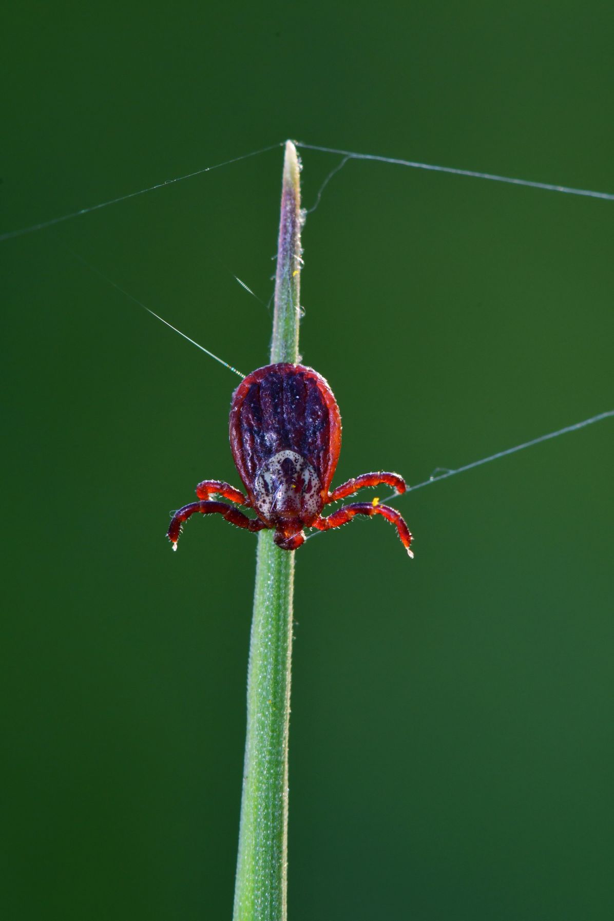 Samice pijáka lužního Dermacentor reticulatus, invazního klíštete, které se v ČR rychle šíří. Foto: Archiv prof. Modrého