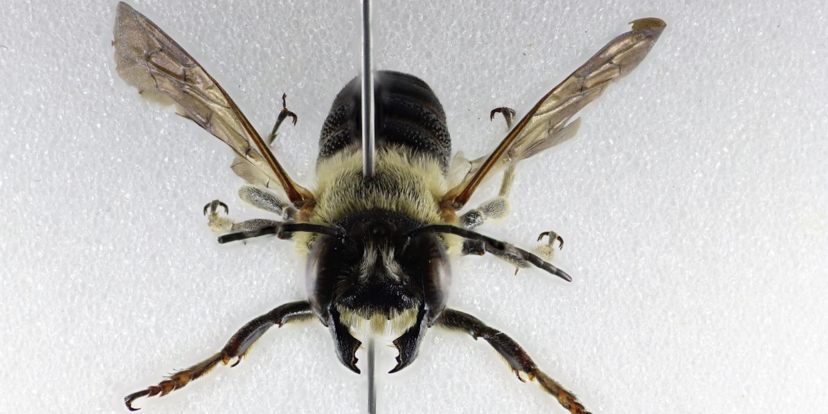 Čalounice jerlínová (Megachile sculpturalis) byla do Evropy poprvé zavlečena na přelomu století, patrně s lodní dopravou. Od prvního nálezu na jihu Francie se pak začala šířit Evropou.