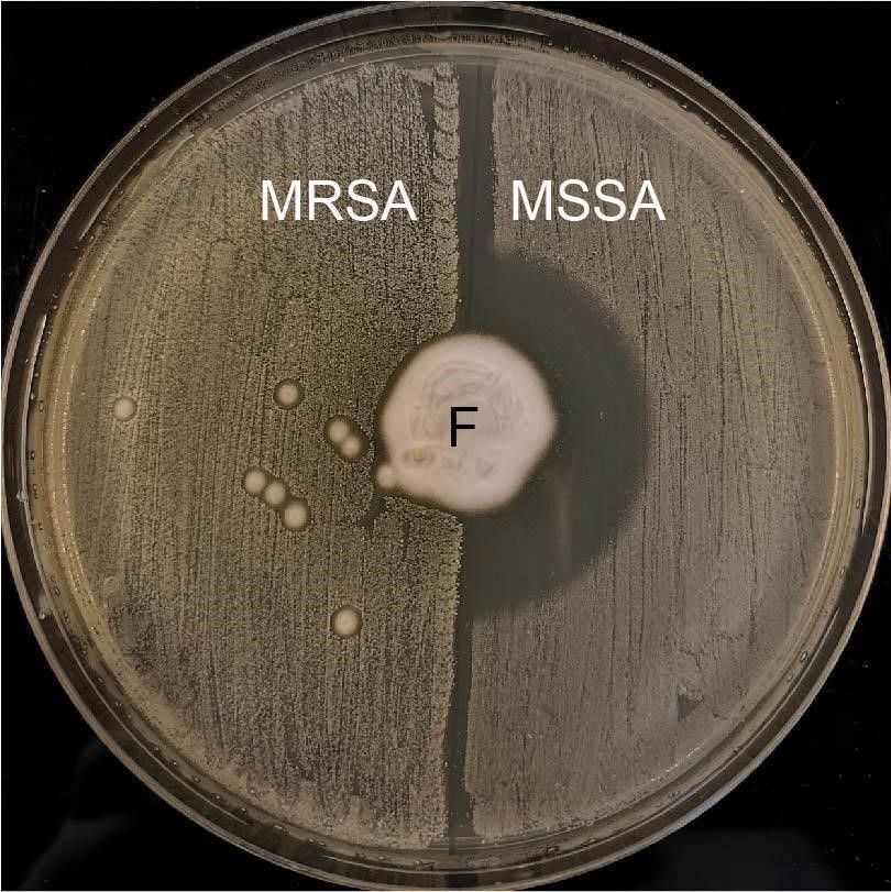 Petriho miska s&nbsp;agarem, na kterém roste houba (F) produkující antibiotikum. Na levé polovině misky rostou bakterie rezistentní na antibiotikum (MRSA), na pravé polovině misky jsou citlivé bakterie (MSSA) – antibiotikum produkované houbou je zabíjí a&nbsp;vytváří čistý půlkruh vpravo uprostřed. 