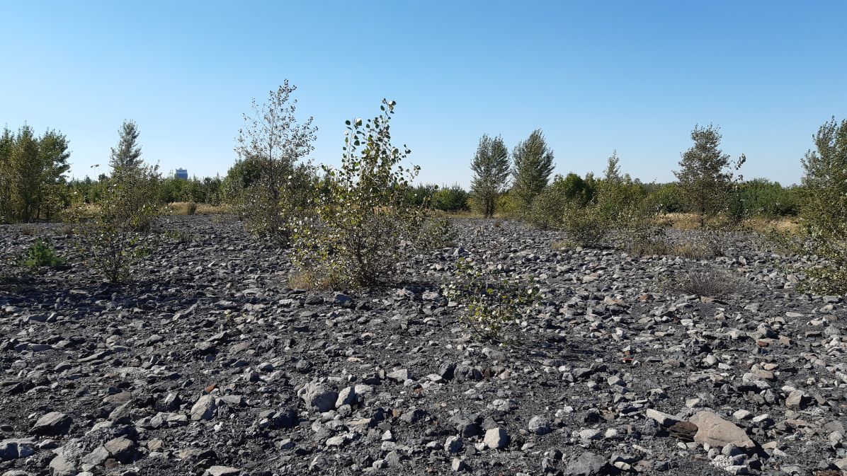 Foto: archiv Daniela Matějky Krajina hald: Otevřená stanoviště bez vegetace jsou v české krajině ojedinělá a často se na ně váže vzácná fauna.