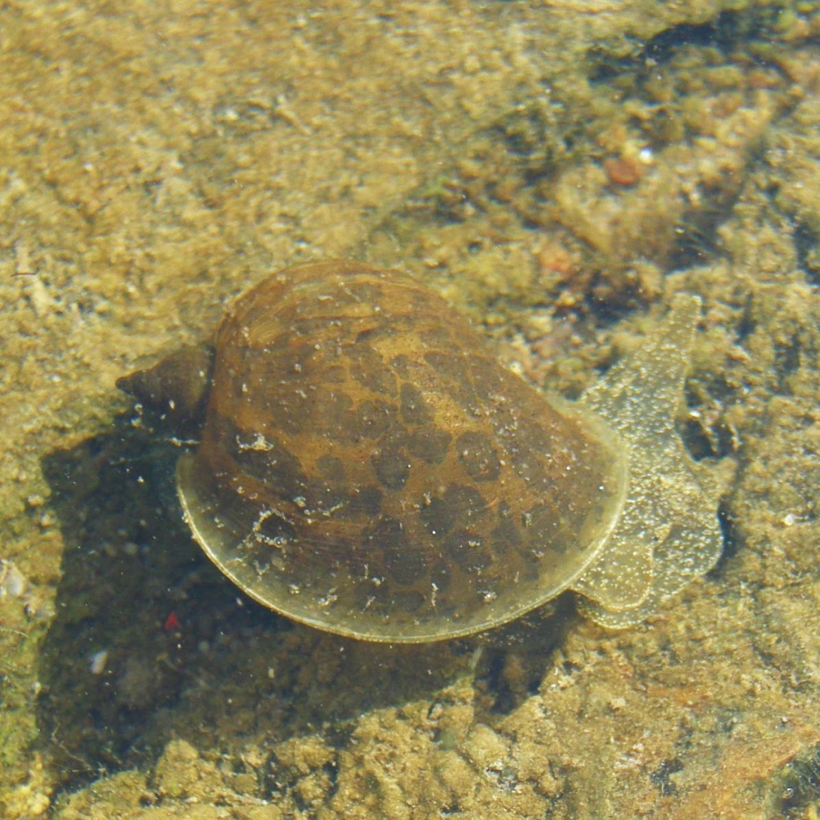 Uchatka nadmutá (Radix auricularia), jeden z častých mezihostitelů ptačích schistosom působících cerkáriovou dermatitidu. Autor: Jana Bulantová, PřF UK (CC BY-SA 4.0)