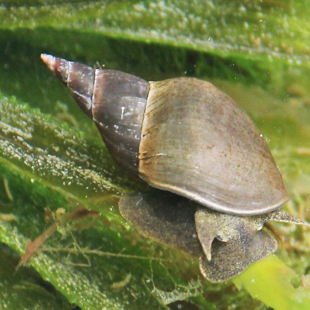 Plovatka bahenní (Lymnaea stagnalis), náš největší plž a jeden z typických mezihostitelů ptačích schistosom působících cerkáriovou dermatitidu. Autor: Jana Bulantová, PřF UK (CC BY-SA 4.0)