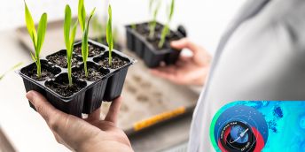 Pro studium vlivu vesmírného prostředí na růst a vývoj rostlin vědci využijí ječmen. 