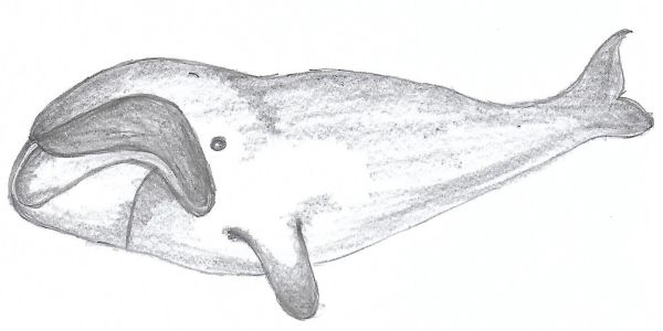 Ilustrace velryby. Autor: Mgr. Alena Volná ©